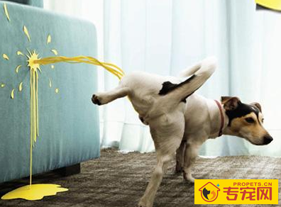 养宠物,家中尿骚味太重,怎样才能除去呢,共享一下下工作经验 养宠物,家中尿骚味太重,怎样才能除去呢,共享一下下工作经验