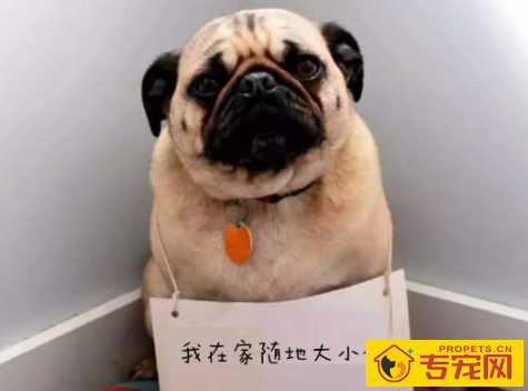 养宠物,家中尿骚味太重,怎样才能除去呢,共享一下下工作经验 养宠物,家中尿骚味太重,怎样才能除去呢,共享一下下工作经验