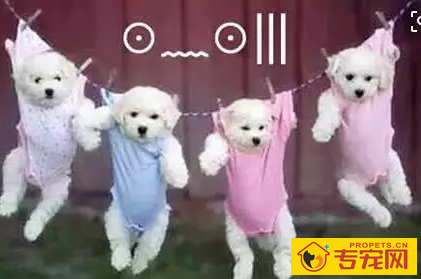 汪星人如何挑选沐浴乳？什么样的沐浴露不适合汪星人用呢？