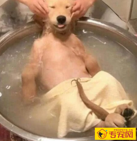 汪星人如何挑选沐浴乳？什么样的沐浴露不适合汪星人用呢？