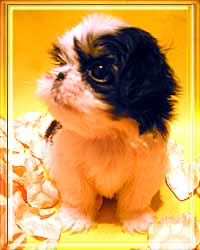 狗的定期洗澡（二）