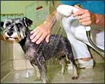 狗的定期洗澡（二）