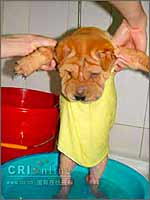 狗的定期洗澡（二）