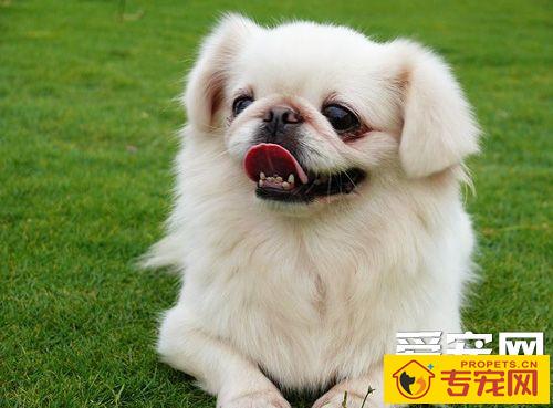 京巴的智商 并不属于高智商狗狗