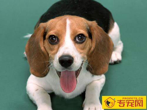 比格犬的智商 选宠必知的尝试