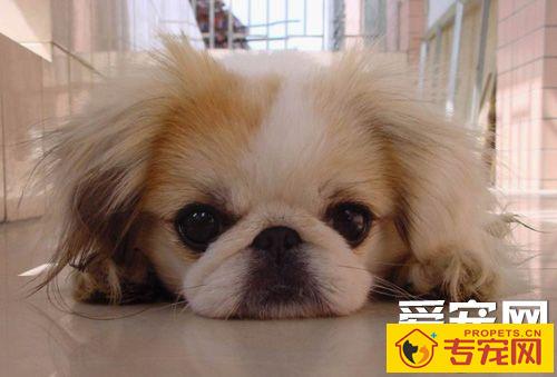 京巴狗特点 它们的自尊心很强