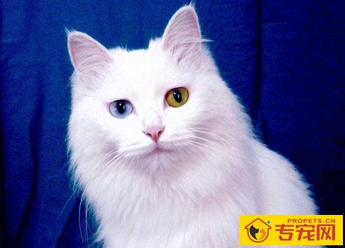 波斯猫的特征 高贵的漂亮猫猫