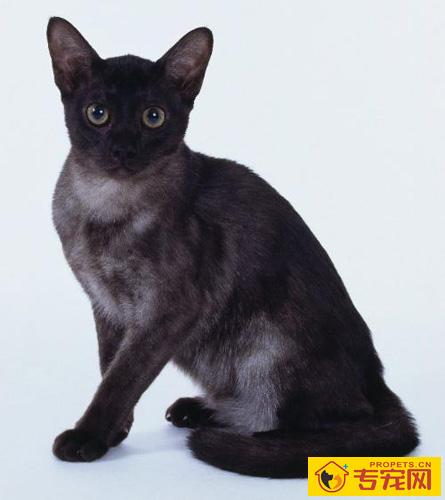 孟买猫的性格 亲近人类的“大众情人”