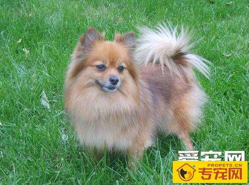 博美犬怎么样 性格上了解适合家养吗