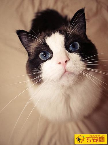 猫怎么分公母 不是一件容易的事情