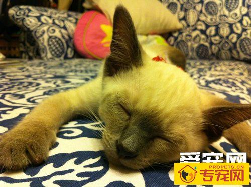 暹罗猫的性格 好动不喜欢安静