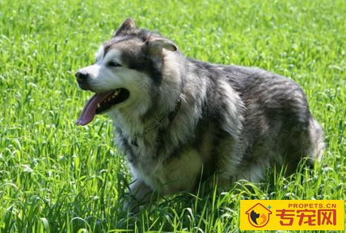 阿拉斯加雪橇犬调皮吗 调皮起来很可爱