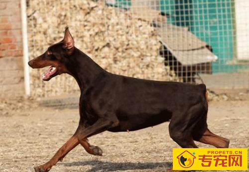 杜宾犬的标准 详细了解杜宾的各个特征