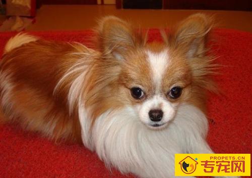 蝴蝶犬的寿命 提高寿命有方法