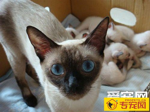 纯种暹罗猫特征 8周大以上的小猫特征明显