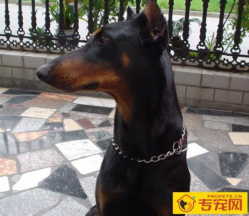 杜宾犬是哪个国家的 体形与性格又是怎样的