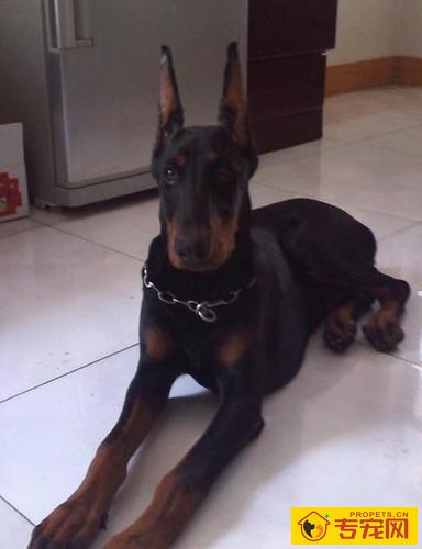 杜宾犬聪明吗 它警戒心很强很忠诚