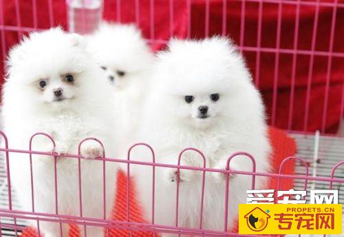 怎么挑选博美犬 幼犬的外观特征