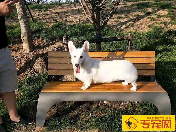 养只乳白色的柯基真累，要常常给它冼澡才行，狗：因为我烦