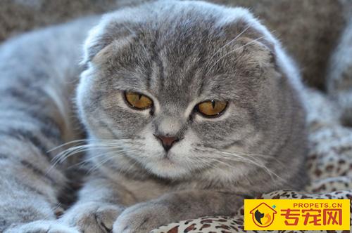 折耳猫好养吗 猫猫中的折耳精灵族