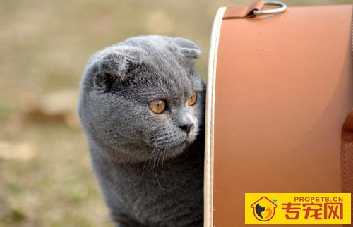 折耳猫性格 如何更好的饲养折耳