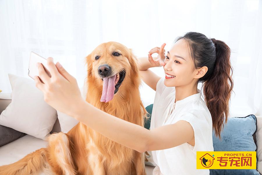 金毛犬尾巴卷怎么回事