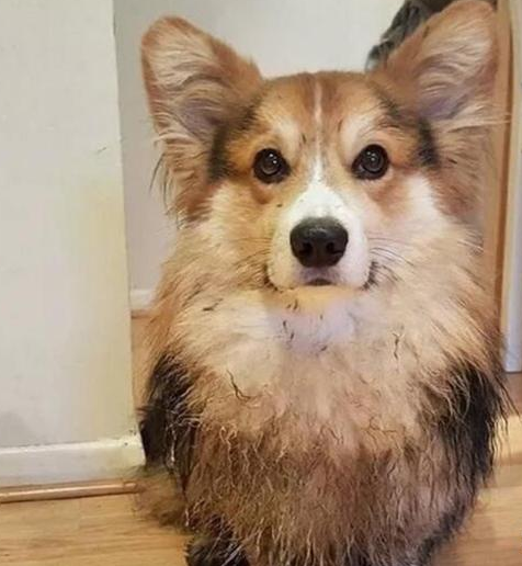 这5种小狗,真是就是说“洁癖症”的天敌,谁养有谁知道