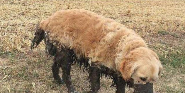 这5种小狗,真是就是说“洁癖症”的天敌,谁养有谁知道