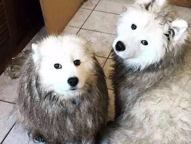 这5种小狗,真是就是说“洁癖症”的天敌,谁养有谁知道