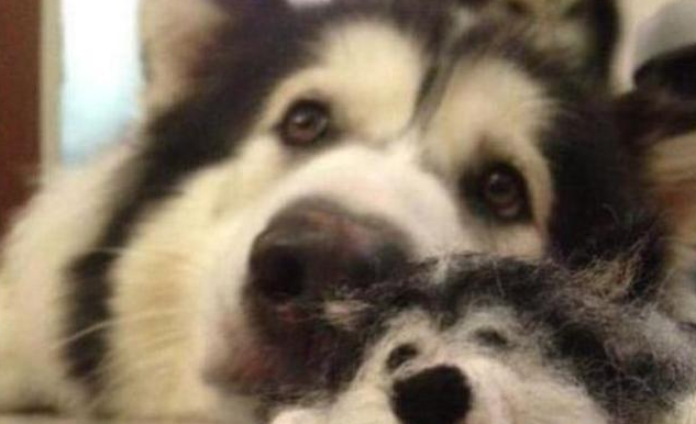 这5种小狗,真是就是说“洁癖症”的天敌,谁养有谁知道