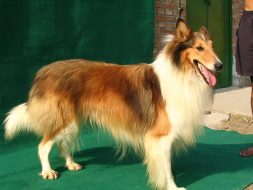 影响苏牧的价格有哪些