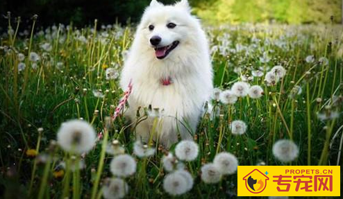 【养宠物心得分享】萨摩耶的身上一直便便的,为何萨摩耶体味那麼大 【养宠物心得分享】萨摩耶的身上一直便便的,为何萨摩耶体味那麼大