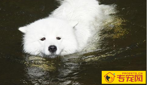 【养宠物心得分享】萨摩耶的身上一直便便的,为何萨摩耶体味那麼大 【养宠物心得分享】萨摩耶的身上一直便便的,为何萨摩耶体味那麼大