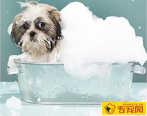 狗狗体味过重,要用沐浴液就能放味了?对狗狗可不大好 狗狗体味过重,要用沐浴液就能放味了?对狗狗可不大好