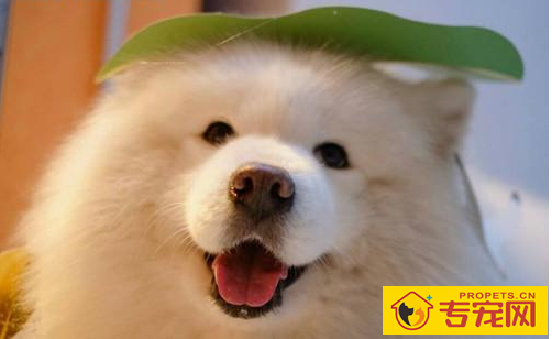 【养宠物心得分享】萨摩耶的身上一直便便的,为何萨摩耶体味那麼大 【养宠物心得分享】萨摩耶的身上一直便便的,为何萨摩耶体味那麼大