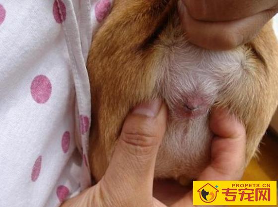 狗狗体味过重,要用沐浴液就能放味了?对狗狗可不大好 狗狗体味过重,要用沐浴液就能放味了?对狗狗可不大好