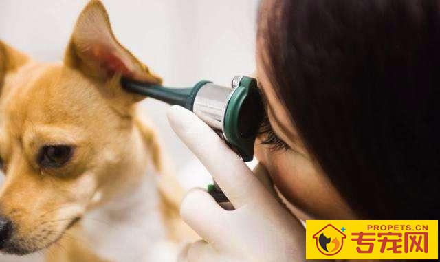 狗狗体味过重,要用沐浴液就能放味了?对狗狗可不大好 狗狗体味过重,要用沐浴液就能放味了?对狗狗可不大好