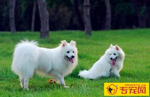 【养宠物工作经验】一天内拉十几次尿的银狐犬是尿频吗,银狐犬一天要尿几回算尿频 【养宠物工作经验】一天内拉十几次尿的银狐犬是尿频吗,银狐犬一天要尿几回算尿频