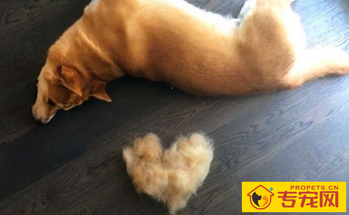 【养宠物心得分享】狗狗吃鱼会掉毛吗,狗狗掉毛跟吃鸟有关联吗 【养宠物心得分享】狗狗吃鱼会掉毛吗,狗狗掉毛跟吃鸟有关联吗