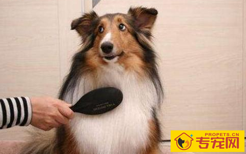 【养宠物心得分享】狗狗吃鱼会掉毛吗,狗狗掉毛跟吃鸟有关联吗 【养宠物心得分享】狗狗吃鱼会掉毛吗,狗狗掉毛跟吃鸟有关联吗