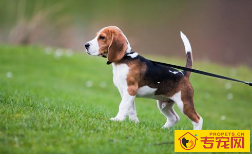 【养宠物心得分享】狗狗吃鱼会掉毛吗,狗狗掉毛跟吃鸟有关联吗 【养宠物心得分享】狗狗吃鱼会掉毛吗,狗狗掉毛跟吃鸟有关联吗