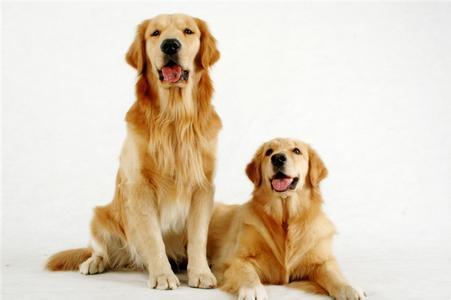 四个月大的金毛猎犬如何养