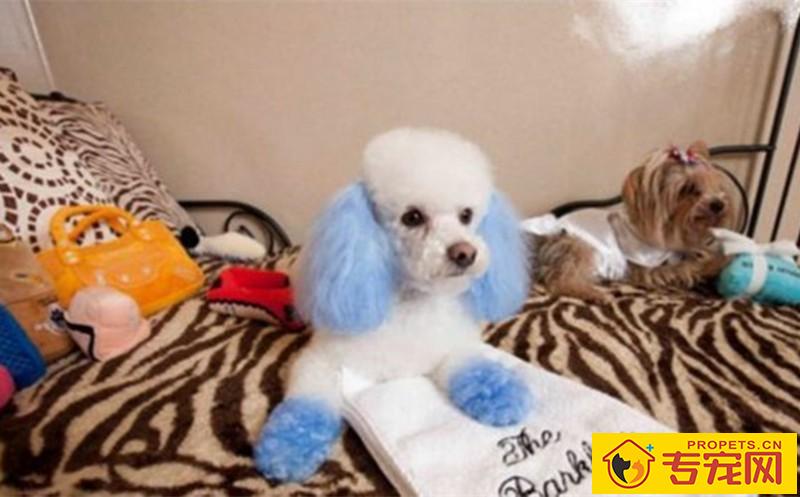 给狗狗染发很漂亮?有误的实际操作反倒会对狗狗导致损害 给狗狗染发很漂亮?有误的实际操作反倒会对狗狗导致损害