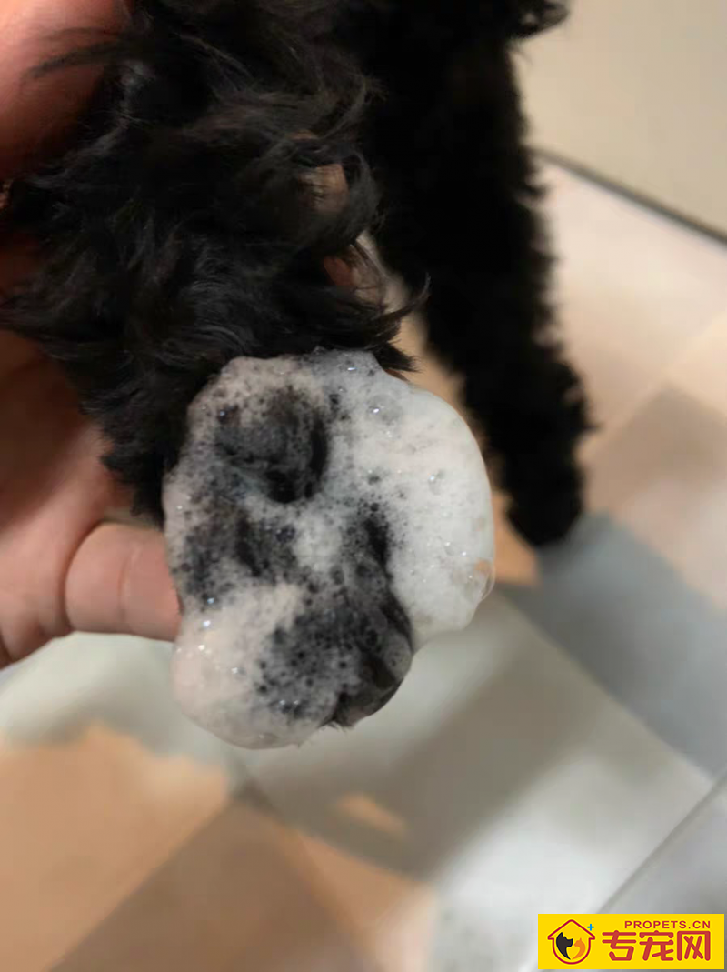 狗狗爪子脏,使用洗爪商品真的有用吗?评测几种洗爪神器 狗狗爪子脏,使用洗爪商品真的有用吗?评测几种洗爪神器