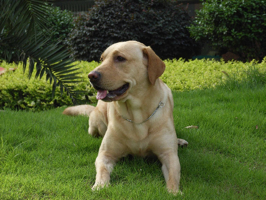 拉布拉多幼犬