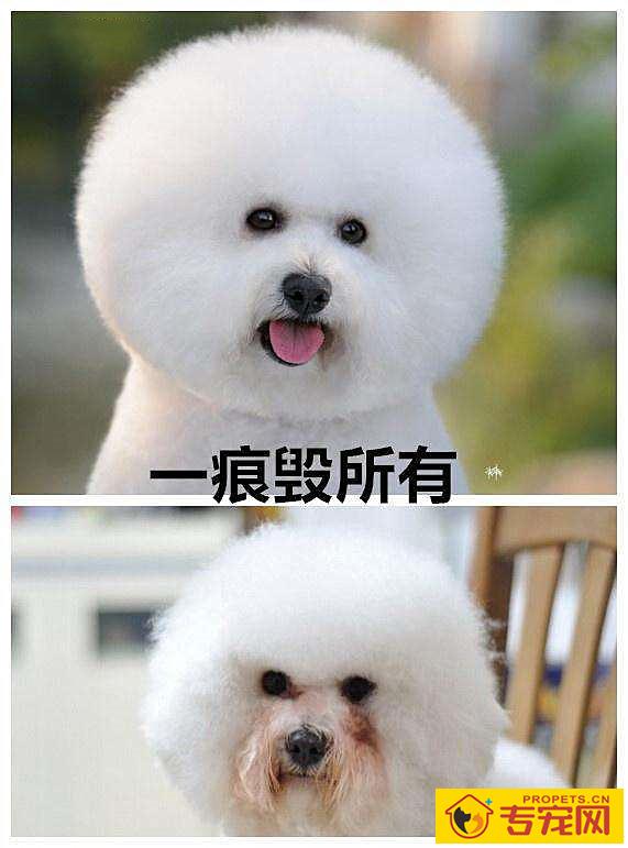 狗狗泪痕过重影响长相,评测几种去泪痕神器,真如常说的有神效? 狗狗泪痕过重影响长相,评测几种去泪痕神器,真如常说的有神效?