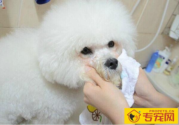 狗狗泪痕过重影响长相,评测几种去泪痕神器,真如常说的有神效? 狗狗泪痕过重影响长相,评测几种去泪痕神器,真如常说的有神效?