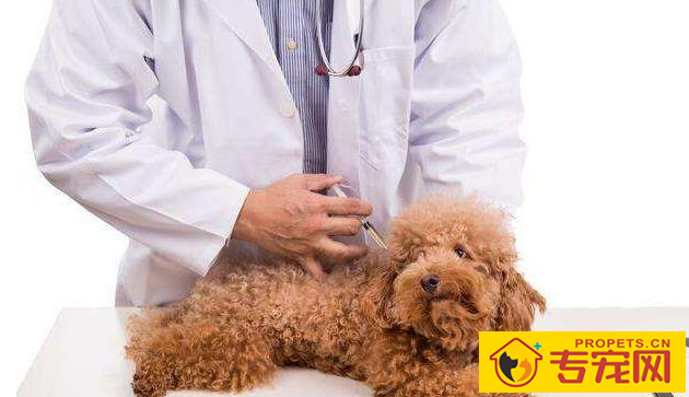 养宠物必知:7种状况干万不可以给狗狗洗澡,比较严重的将会会让狗狗送命 养宠物必知:7种状况干万不可以给狗狗洗澡,比较严重的将会会让狗狗送命