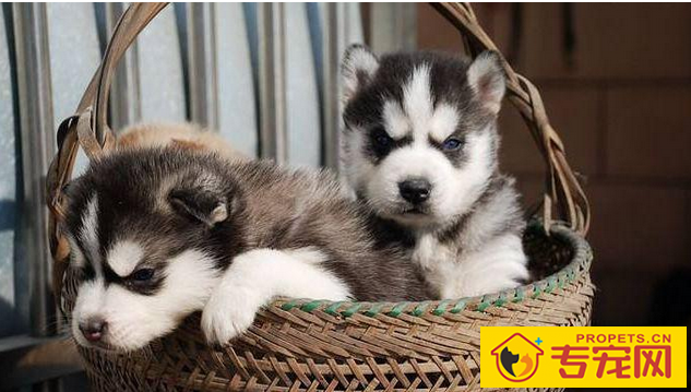 养宠物必知:7种状况干万不可以给狗狗洗澡,比较严重的将会会让狗狗送命 养宠物必知:7种状况干万不可以给狗狗洗澡,比较严重的将会会让狗狗送命