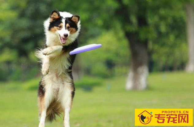 养宠物必知:7种状况干万不可以给狗狗洗澡,比较严重的将会会让狗狗送命 养宠物必知:7种状况干万不可以给狗狗洗澡,比较严重的将会会让狗狗送命